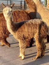 alpaca for sale