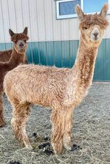 alpaca for sale