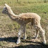 SUPERNOVA, NOVA'S 2024 MALE CRIA SIRED BY ZOLTAR (2 DAYS OLD)