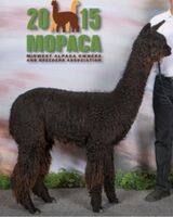 ROSE HAS BEEN BRED TO ARAPPAHO'S BB OF HARMONY FOR A CRIA DUE IN 2025