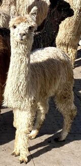 GALAHAD, GABRIELLE'S 2023 MALE CRIA SIRED BY ZOLTAR (6.4 MONTHS)