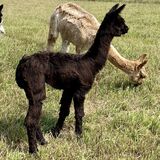 BELLE'S 2024 FEMALE CRIA SIRED BY KLONDIKE (1.7 MOS)