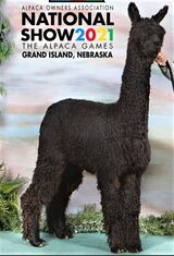 alpaca for sale