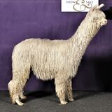 alpaca for sale