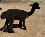 alpaca for sale