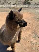 alpaca for sale