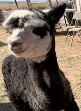 alpaca for sale