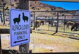 Who can park here? Must love alpacas!