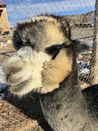 Zorro Cloud, one year old