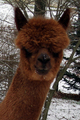 Headshot on a snowy day