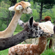 With her mom and cria