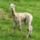 Male cria