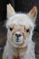 First cria, sired by Bo