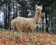 Einstein as a yearling