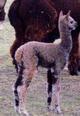 Easter Bunny as cria