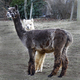 Zoey with newest cria