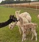 Zoey with appaloosa cria