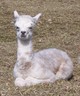 Sire as a cria