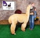 1st Place Royal Alpaca Challenge, 36 months