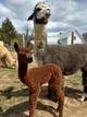 Abby with 2017 cria