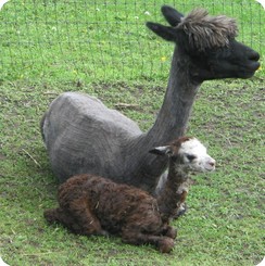 Shaqira - about 30 minutes old!