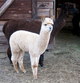 Dec 2010 cria Juggernaut