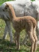 2007 Cria -- EQNX Pecheresse