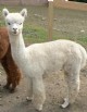 2008 Cria -- EQNX Blanche de Namur