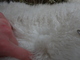 Cria fleece - January 2012