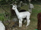 2012 female cria at side!