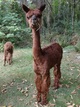 2011 female cria!