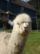 Female cria included in sale!