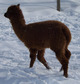 Nora's 2010 female cria