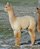 2nd Cria-Bala