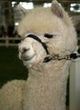 Jasmine as Cria