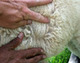 Cria Fleece