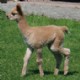 Super-Fine Cria Stella