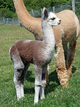 Rose Grey Cria from MF Dam