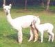 Ivory & cria