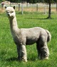 alpaca for sale