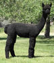 alpaca for sale