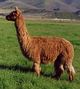 alpaca for sale