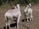 Cria at Side