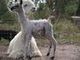 Cria at Side