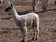 Cria at Side