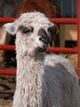 Cria Head