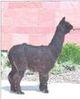 TB Male Cria '04