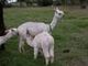 Cria at Side