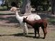 Cria at Side