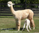 Margie and her 1st cria (Topgold)